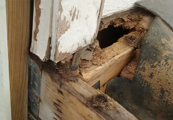 flood damage restoration services calgary